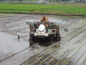 田植え 018