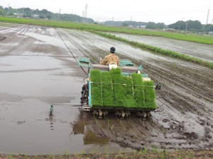 田植え 038